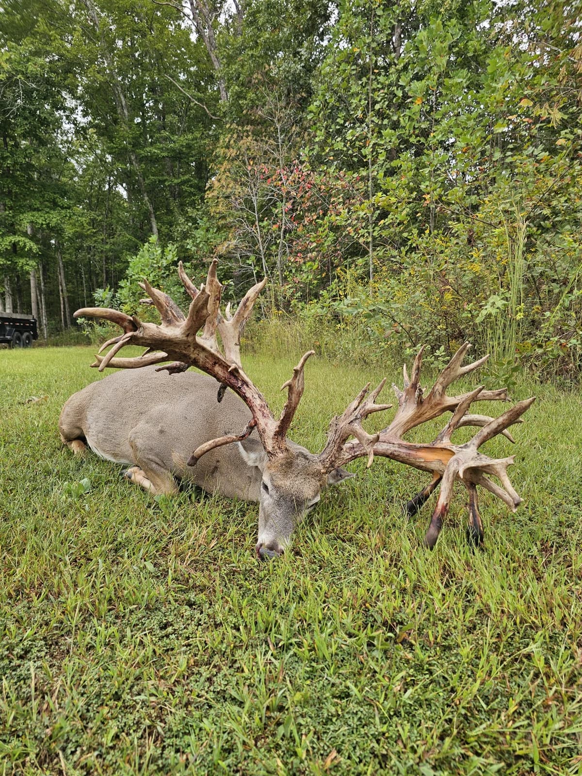 A trophy whitetail photographed in the grass at Buck Creek