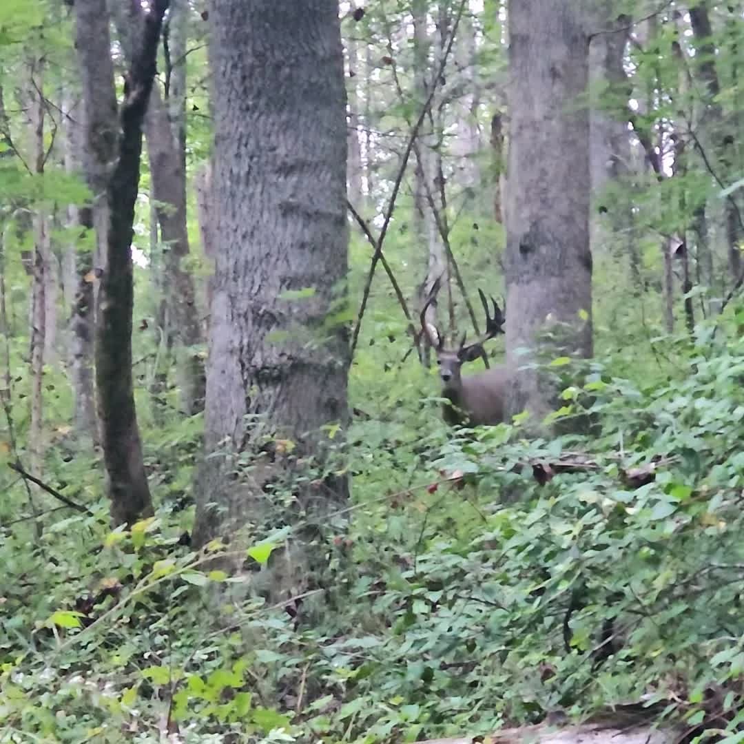 A live whitetail buck among the trees at Buck Creek